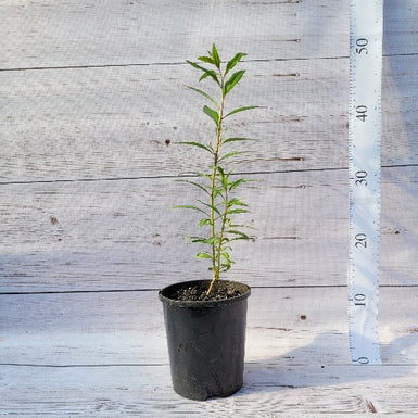 Goji Berry