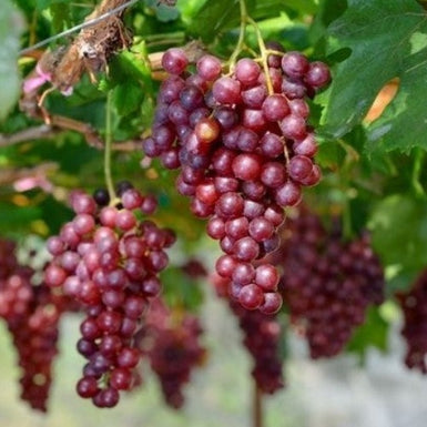 Grape Crimson Seedless