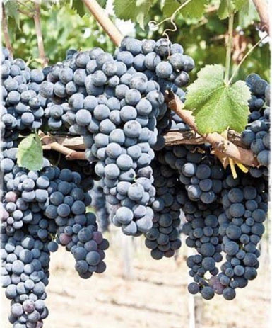 Grape Isabella