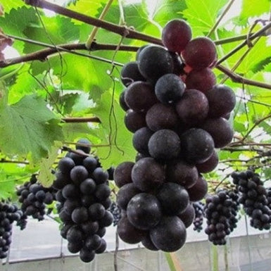 Grape Kyoho