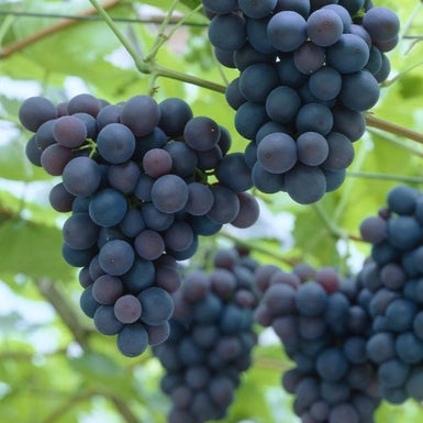 Grape Black Hamburgh