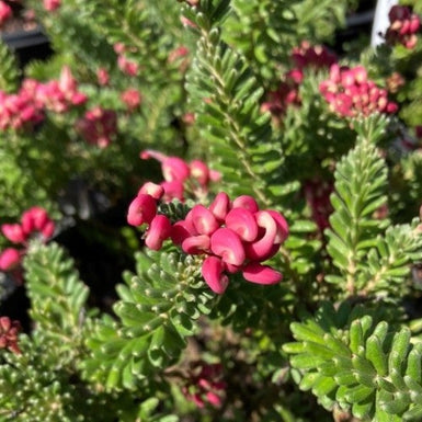 Grevillea Lanigera Mt Tamboritha