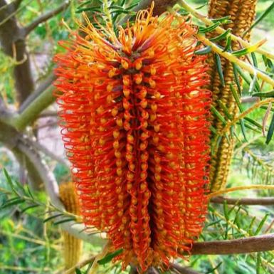 Heath Banksia
