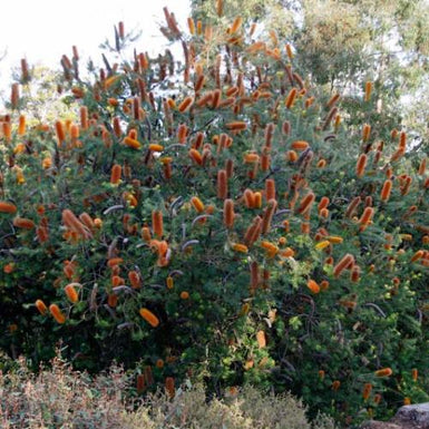 Heath Banksia