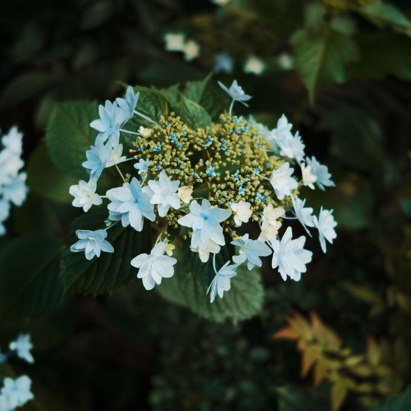 Hydrangea macrophylla Jogasaki Fireworks White