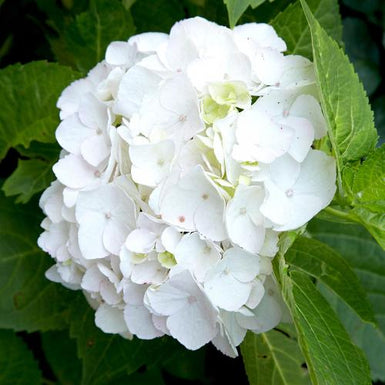 Hydrangea Macrophylla White