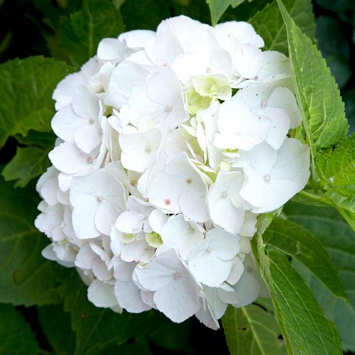 Hydrangea Macrophylla White