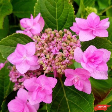 Hydrangea macrophylla Jogasaki Fireworks White Delivered (Tasmania Only)