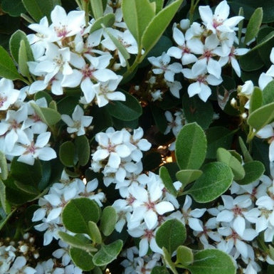 Indian Hawthorn Oriental Pearl