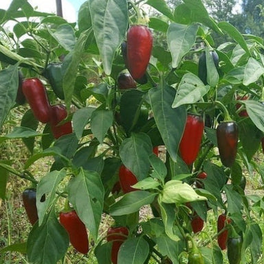 Chilli Jalapeno Compact
