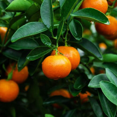 Japanese Seedless Mandarin
