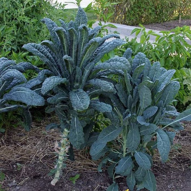 Kale Tuscan Black