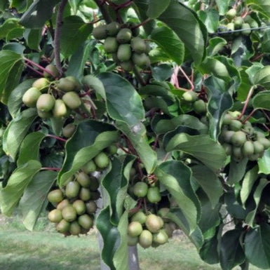 Kiwi Berry
