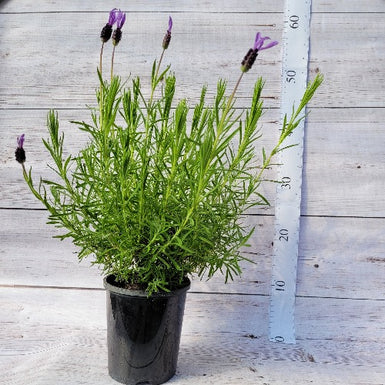 Lavender Avonview