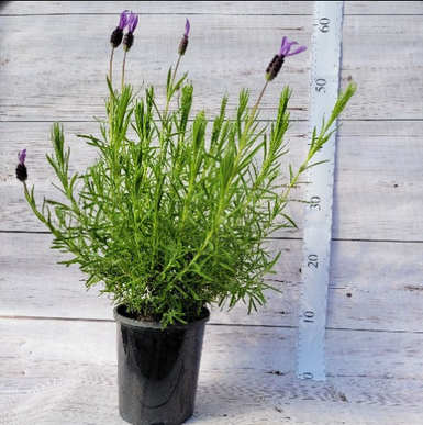 Lavender Avonview Tray of 12