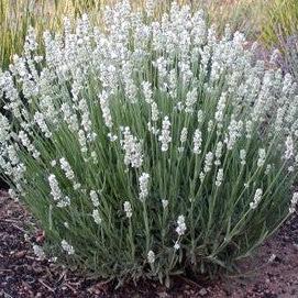 Lavender Blanche Tray of 12