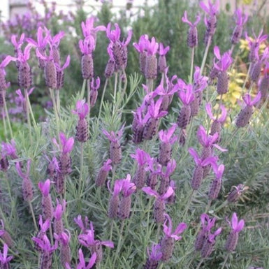 Lavender Avonview