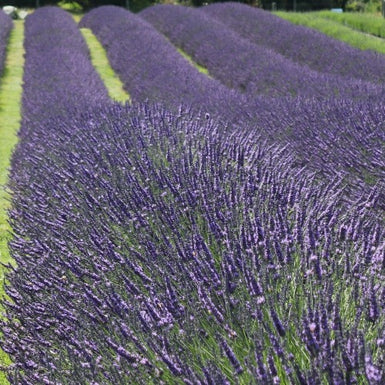 Lavender Grosso Tray of 12