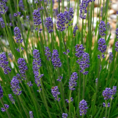Lavender Munstead