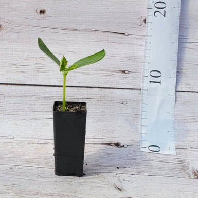 Lebanese Cucumber