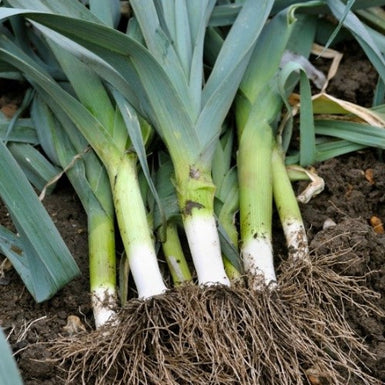 Leek Musselburgh