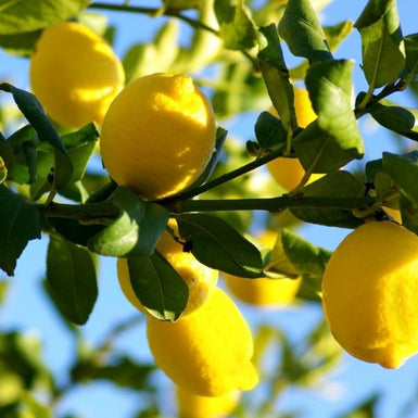 Eureka Lemon