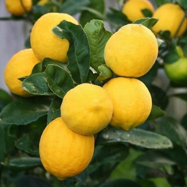Meyer Lemon