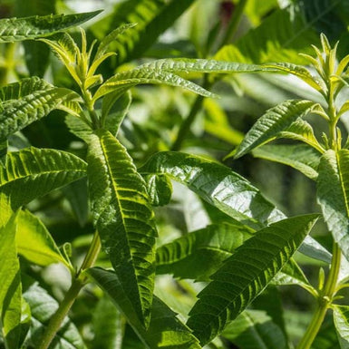 Lemon Verbena