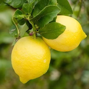 Dwarf Lemonade Tree
