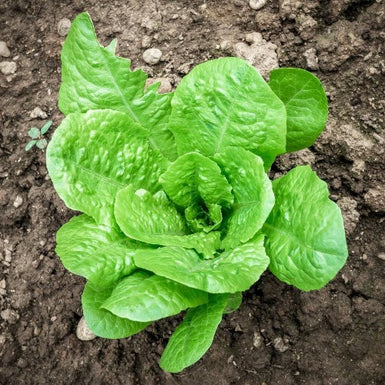 Lettuce Cos
