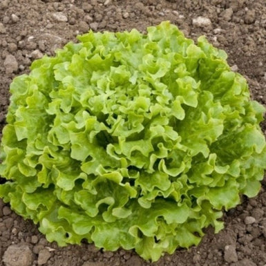 Lettuce Lollo Blonda