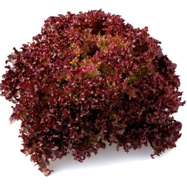 Lettuce Red Coral