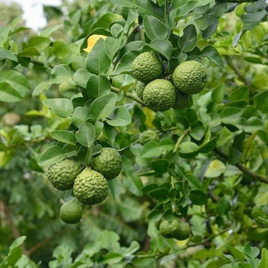 Kaffir Lime