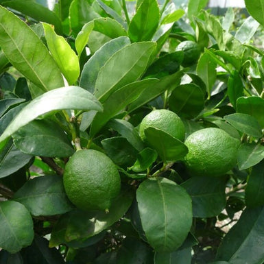 Tahitian Lime