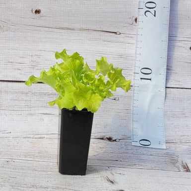 Lettuce Lollo Blonda
