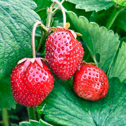 Strawberry Loran 10 Pack Delivered *Tasmania Only*