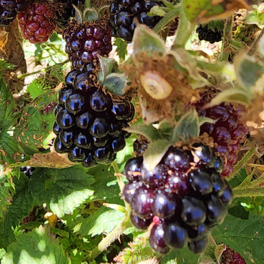 Marionberry