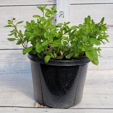 Marjoram