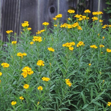 Mexican Tarragon