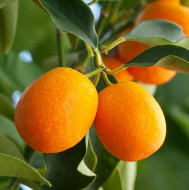 Nagami Cumquat