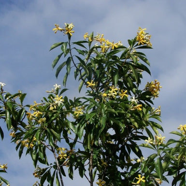 Native Frangipani
