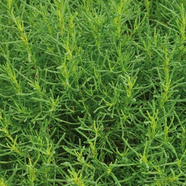 Olive Herb
