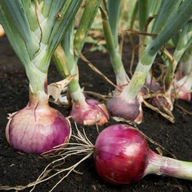 Onion Red Salad