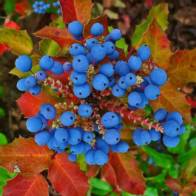 Oregon Grape Holly