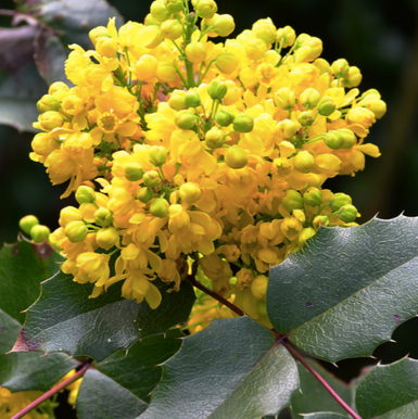 Oregon Grape Holly