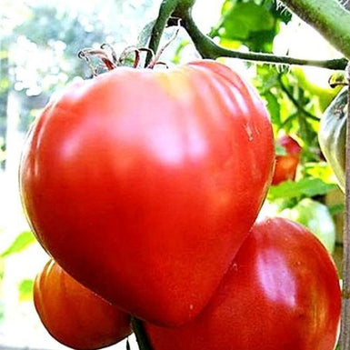 Tomato Oxheart
