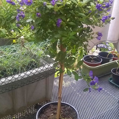 Paraguay Nightshade Standard