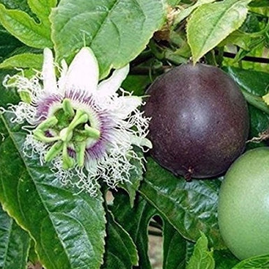 Grafted Black Passionfruit