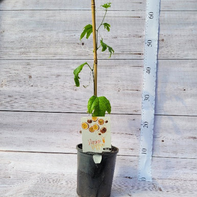 Grafted Black Passionfruit