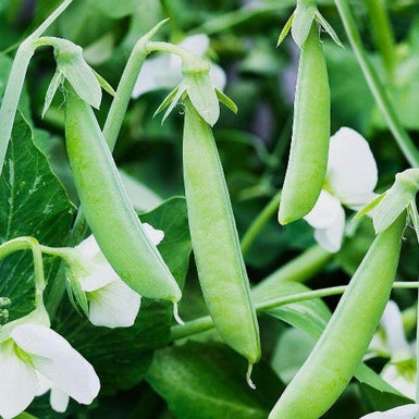 Pea Sugar Bon